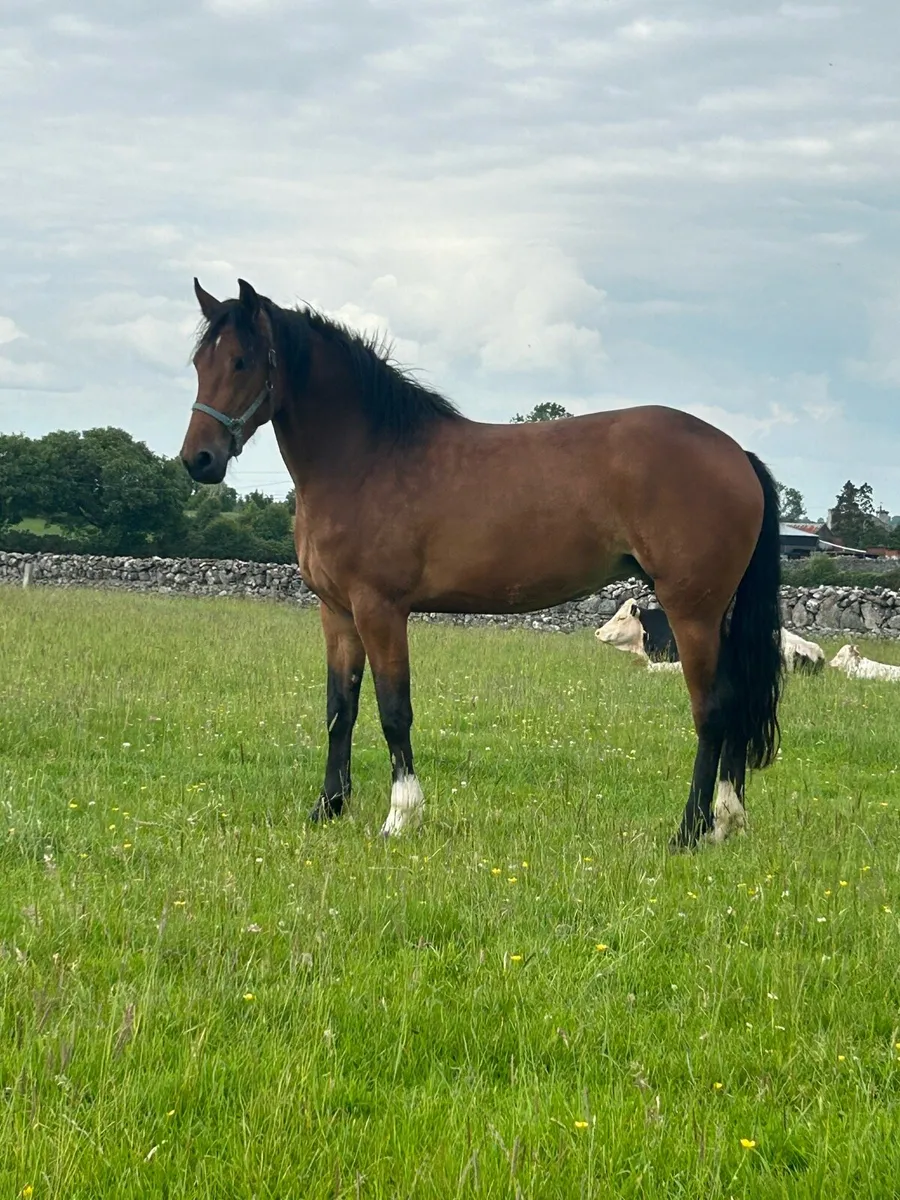 Rid mare - Image 3