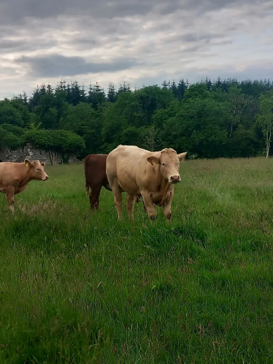 11 Store bullocks for sale Elphin Mart - Image 2