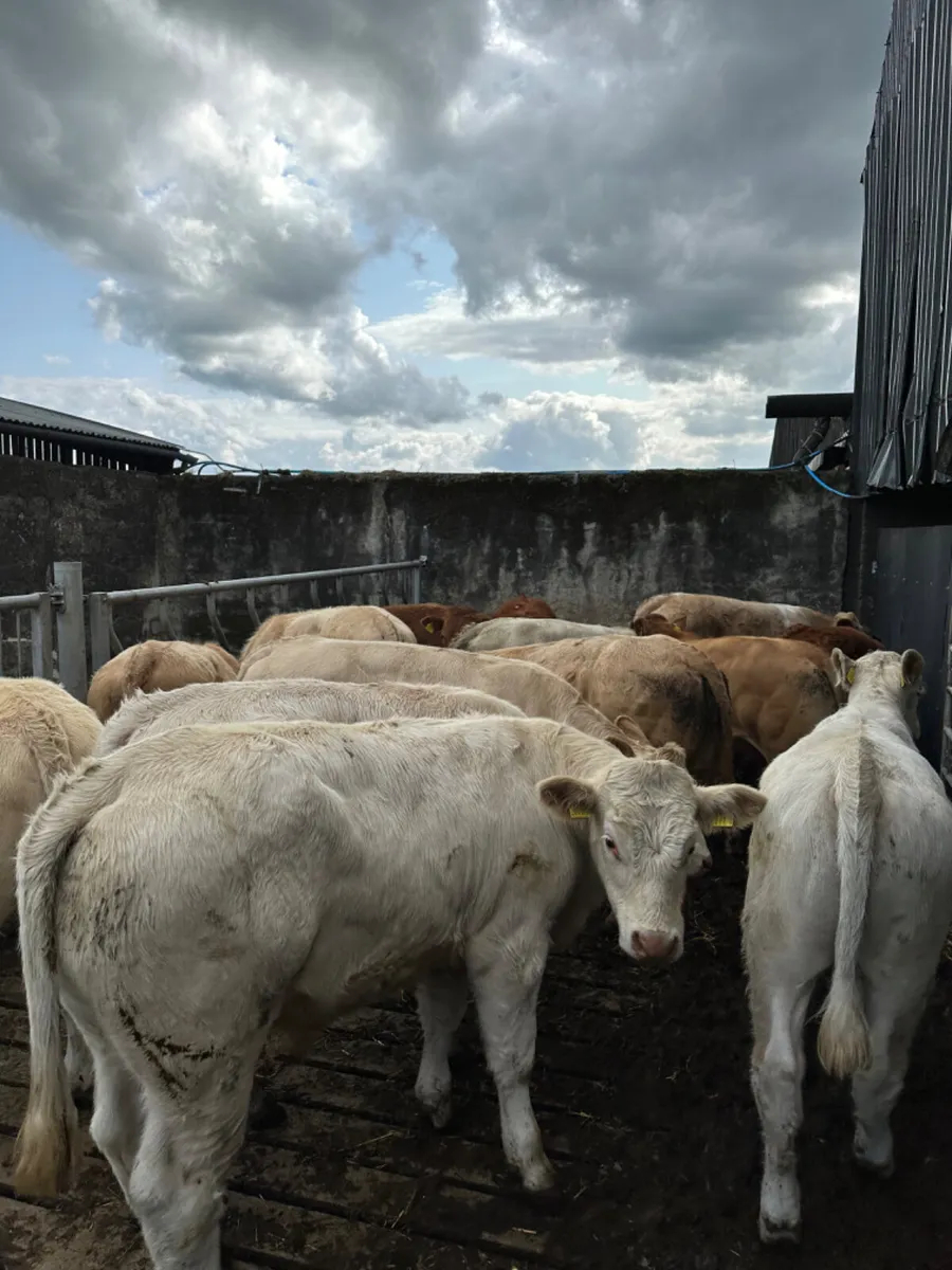 Charolais and lim bullocks - Image 4