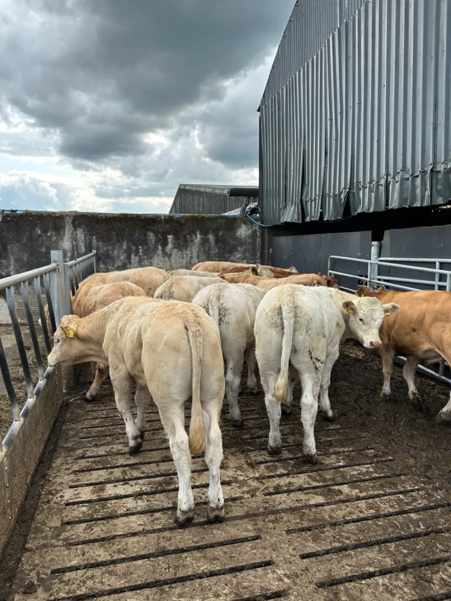 Charolais and lim bullocks - Image 3