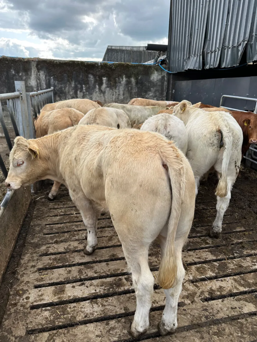Charolais and lim bullocks - Image 2