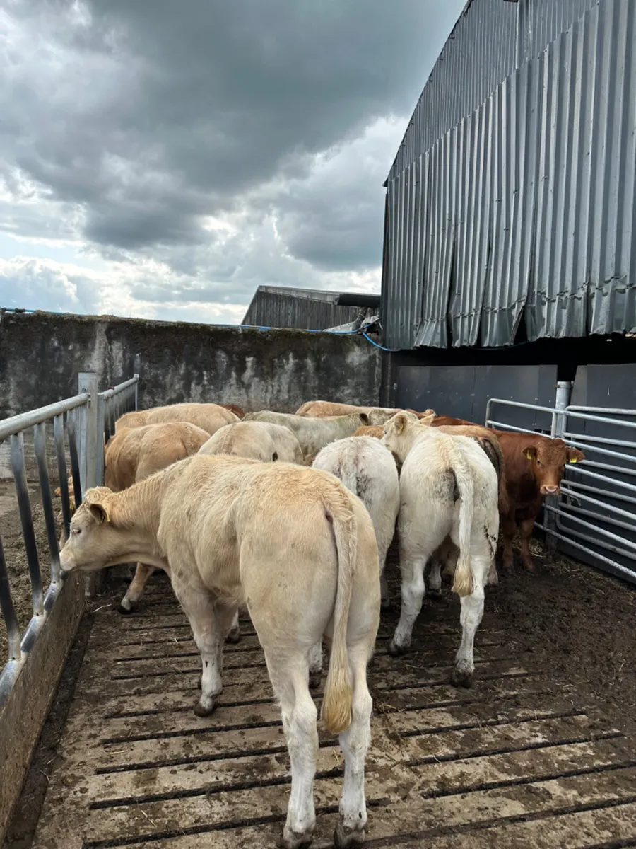 Charolais and lim bullocks - Image 1