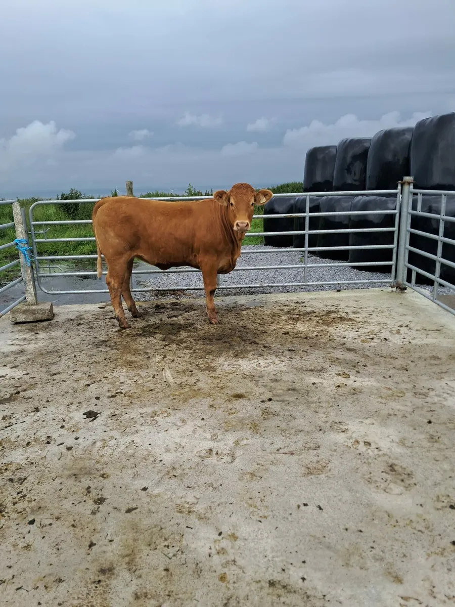 Heifers - Image 1
