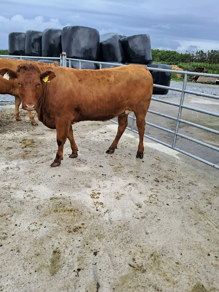 Heifers - Image 2