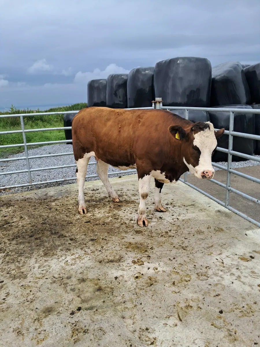 Heifers - Image 3