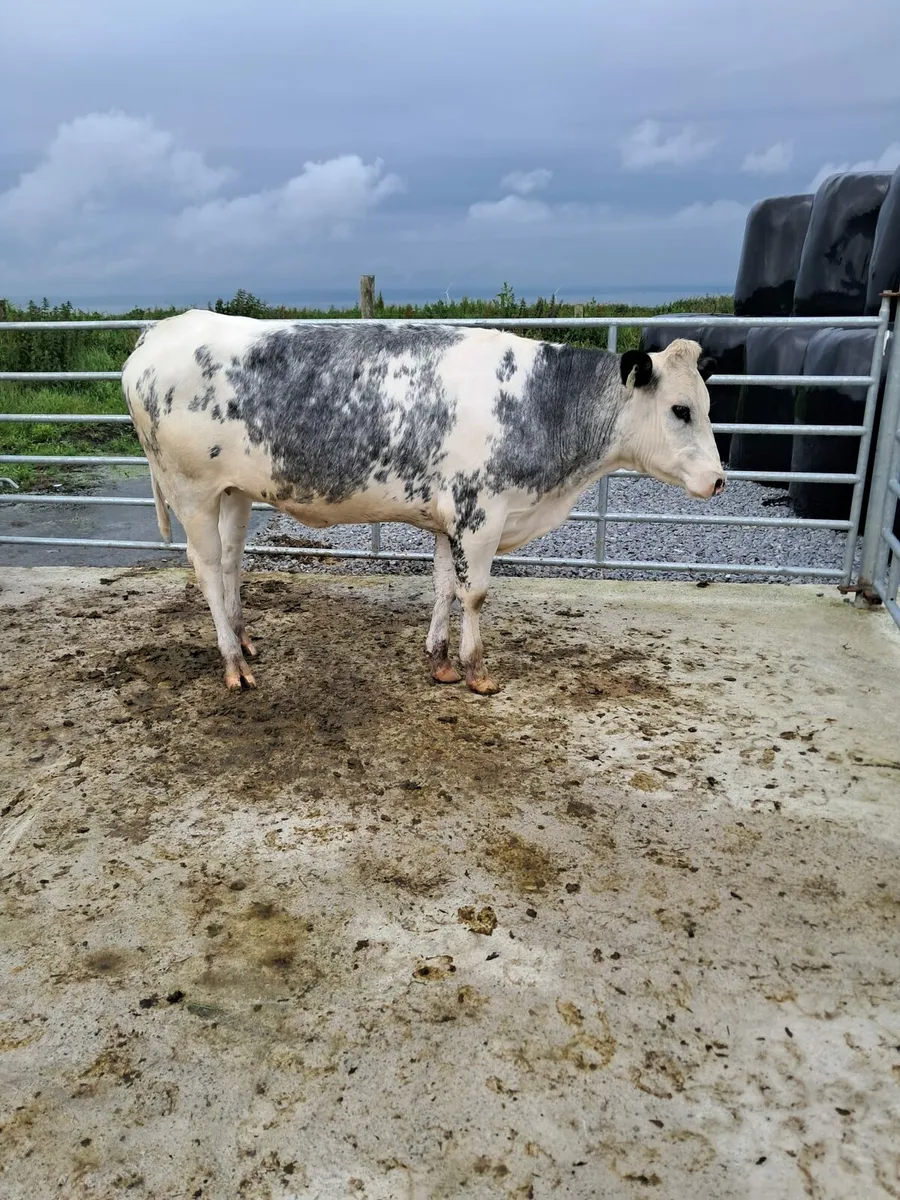 Heifers - Image 4