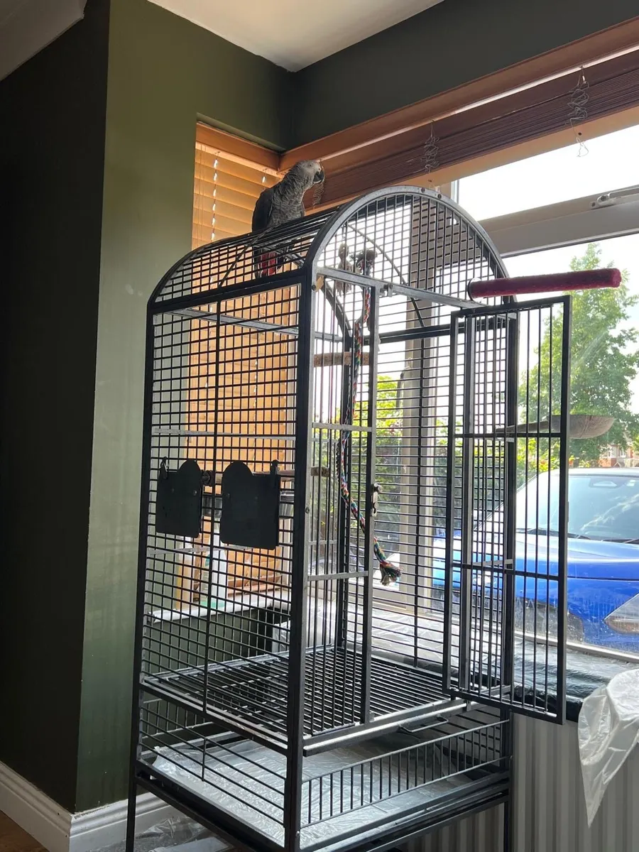 8-Month-Old African Grey Parrot - Image 2