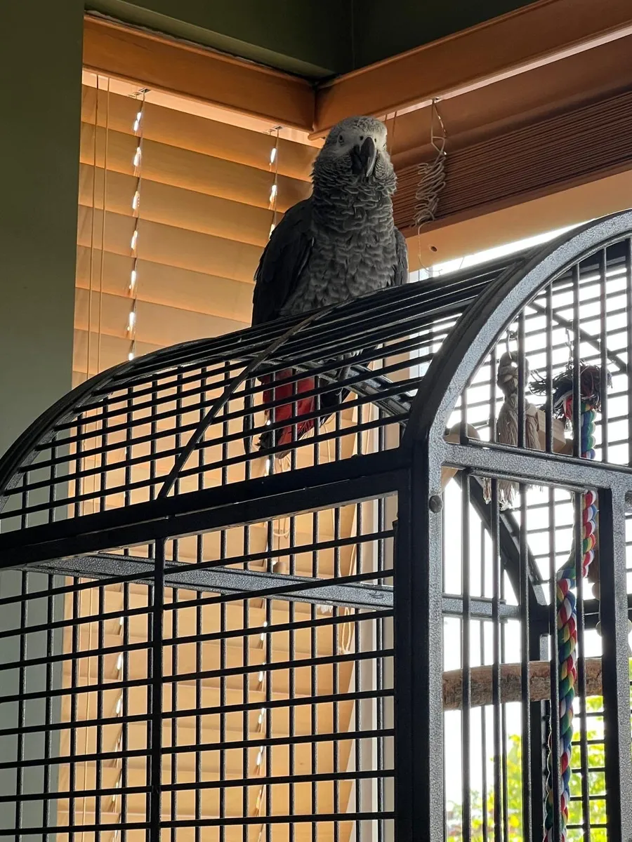 8-Month-Old African Grey Parrot - Image 1