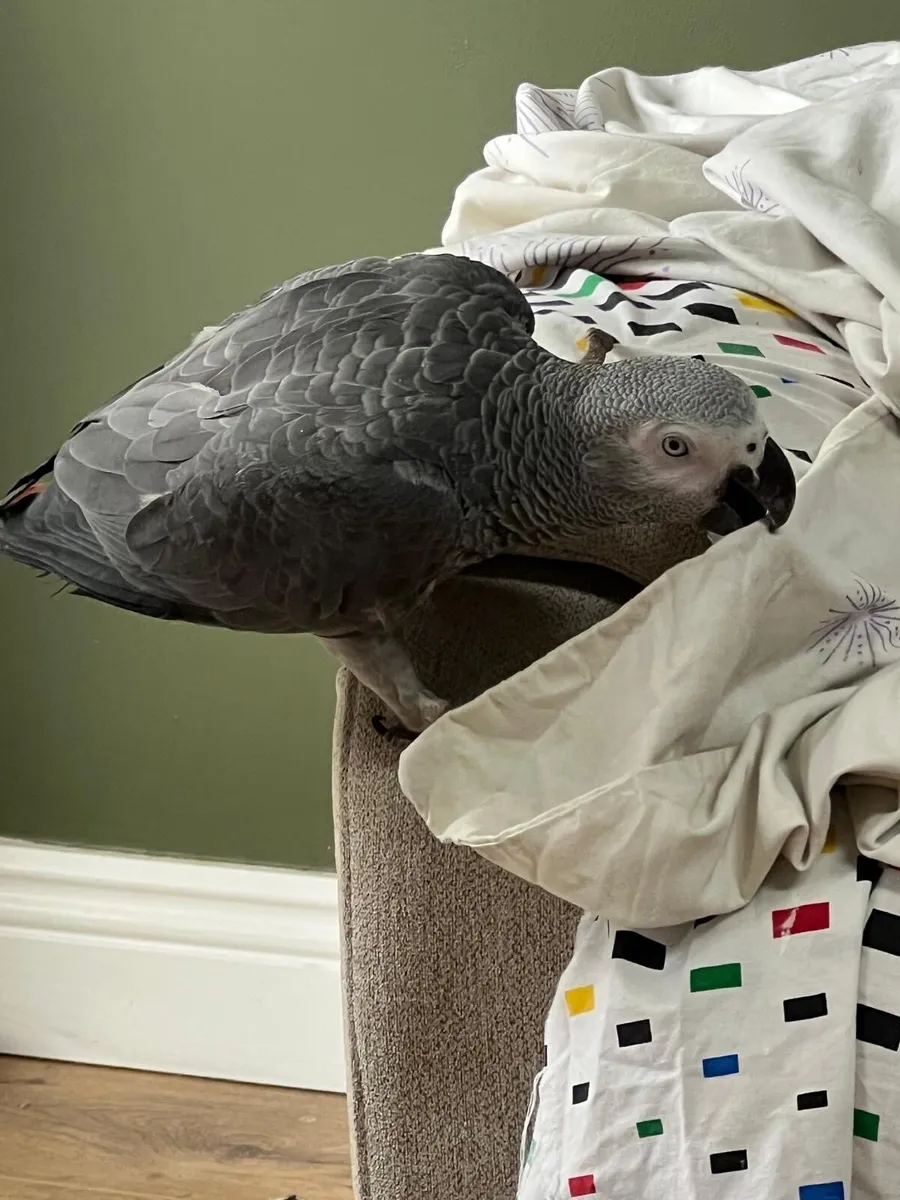 8-Month-Old African Grey Parrot - Image 3