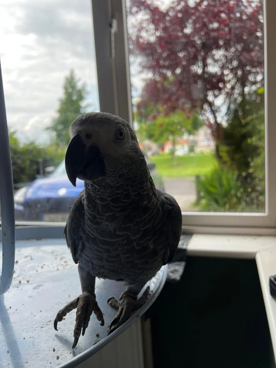 8-Month-Old African Grey Parrot - Image 4