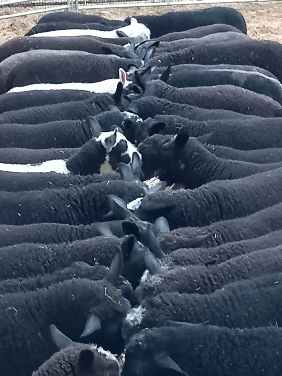 Store lambs - Image 1