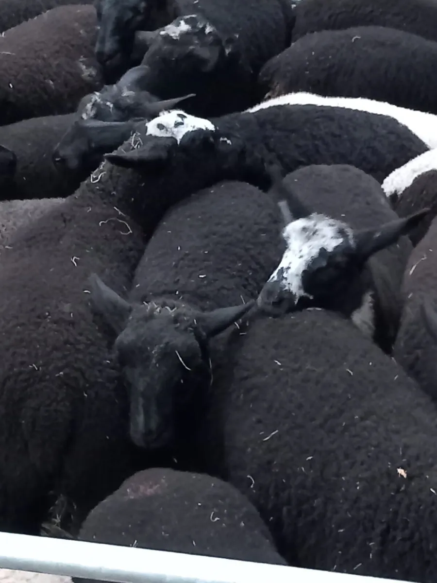 Store lambs - Image 2