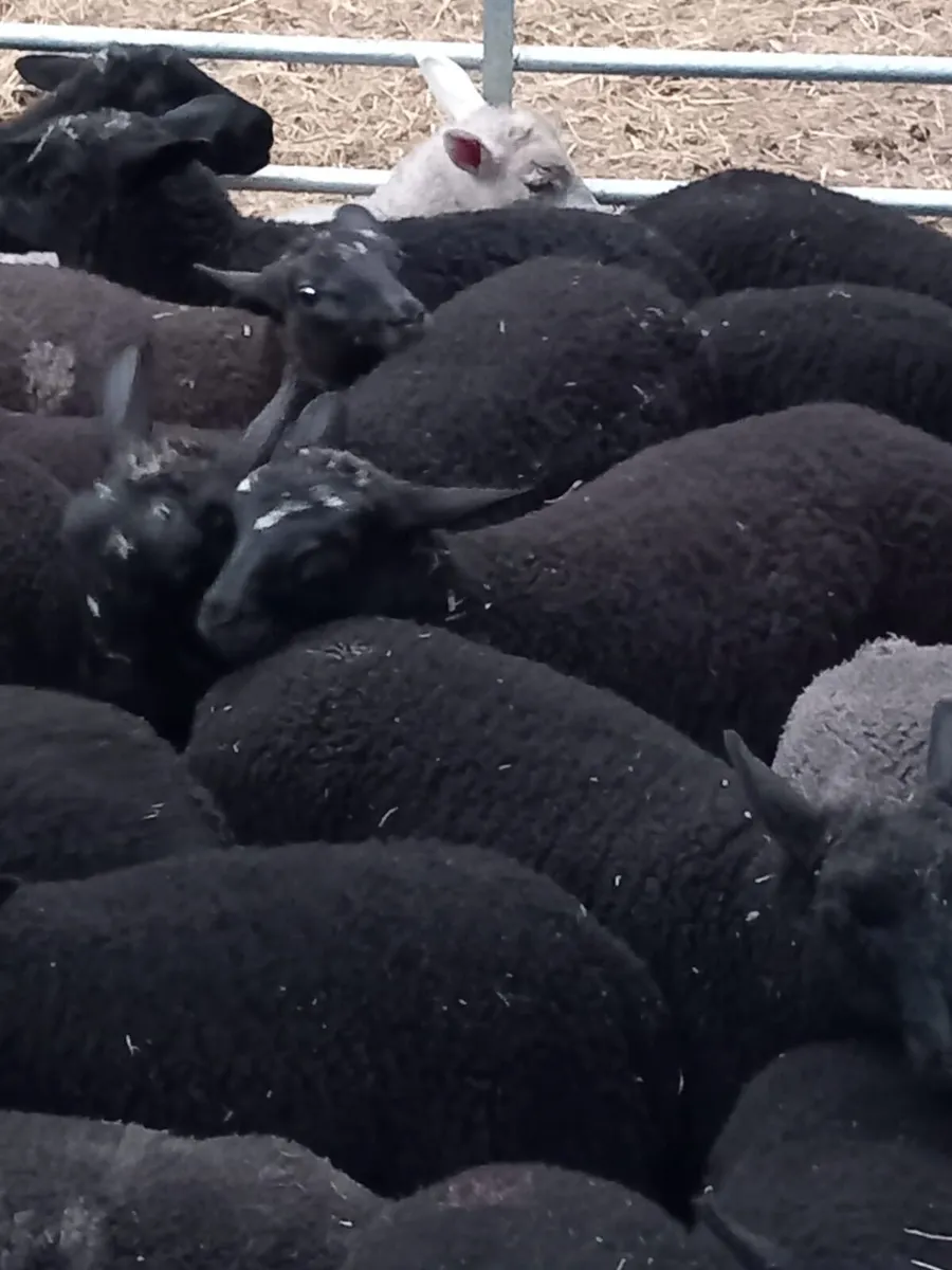 Store lambs - Image 4