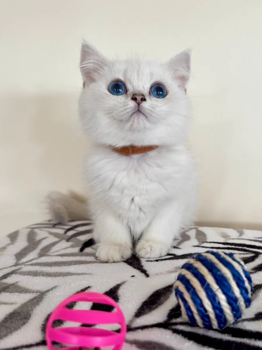 Pedigree British Shorthair & Longhair Kittens - Image 3