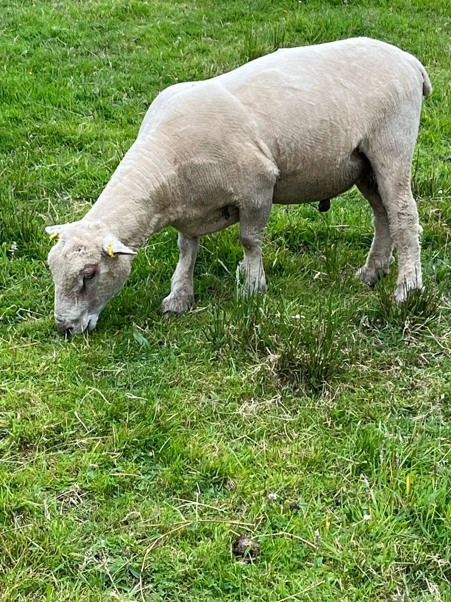 Sheep - Image 1