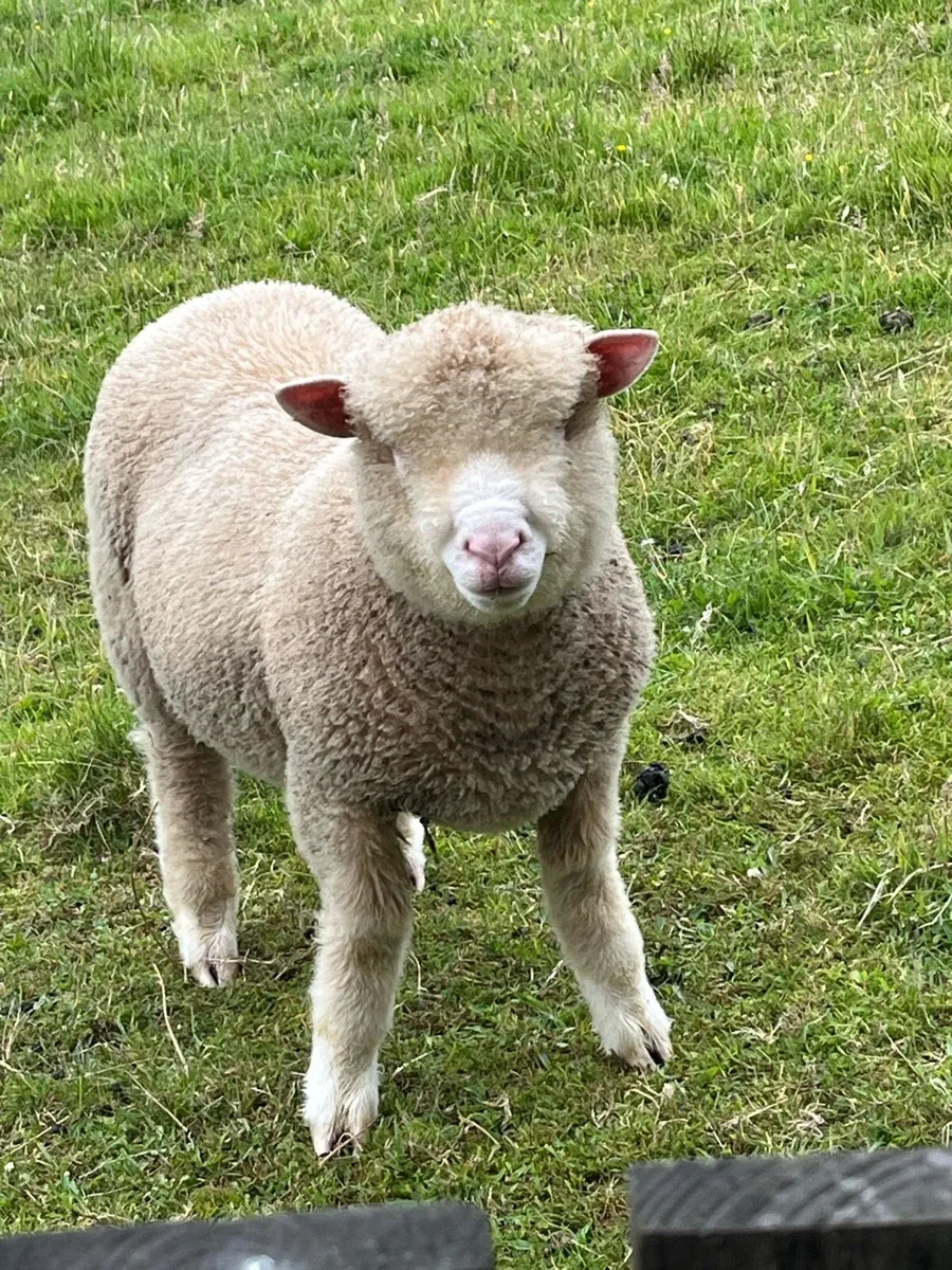 Sheep - Image 2