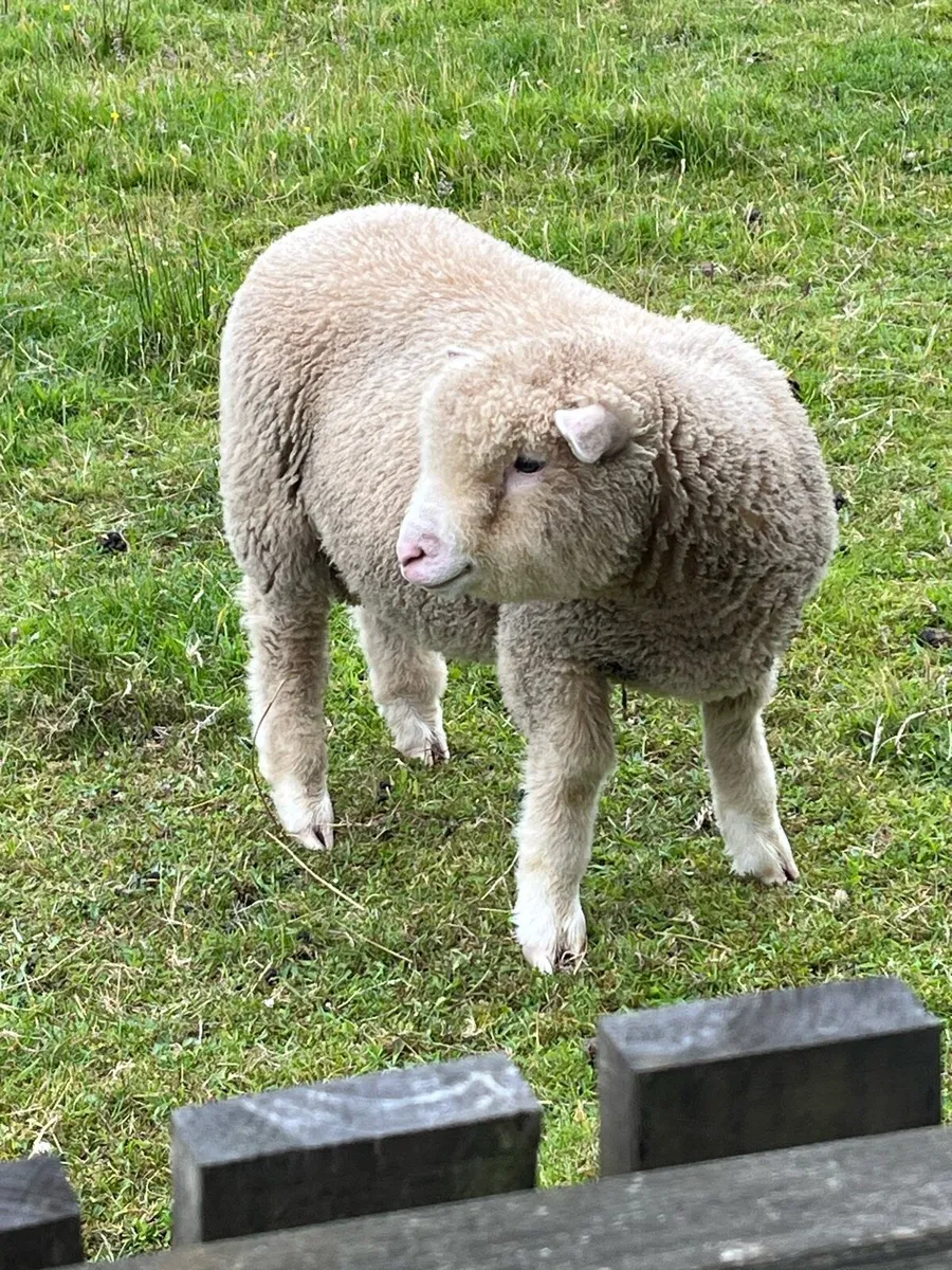 Sheep - Image 3