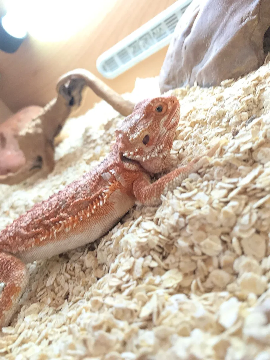 Bearded dragon lizard with tank and accessories - Image 2