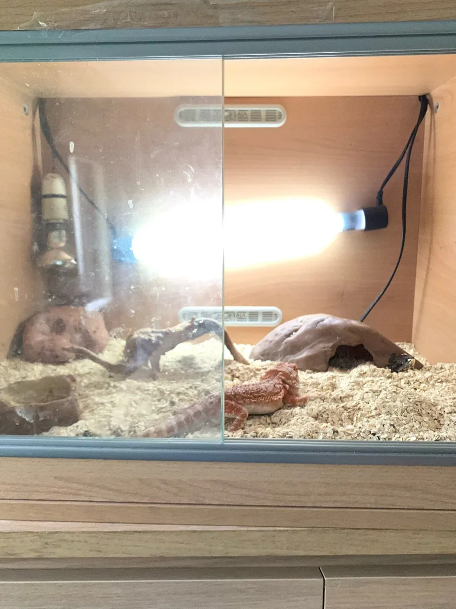 Bearded dragon lizard with tank and accessories - Image 3