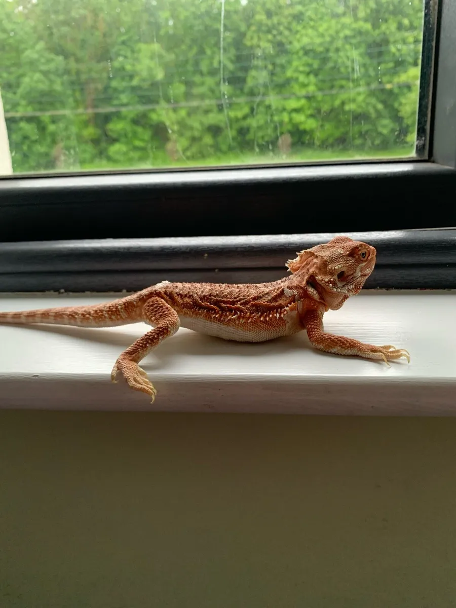 Bearded dragon lizard with tank and accessories - Image 4