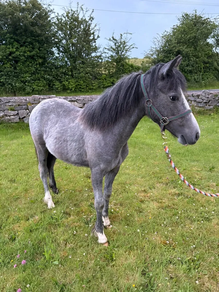 Yearling colt - Image 1