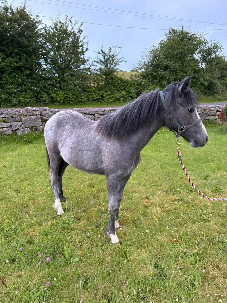Yearling colt - Image 2