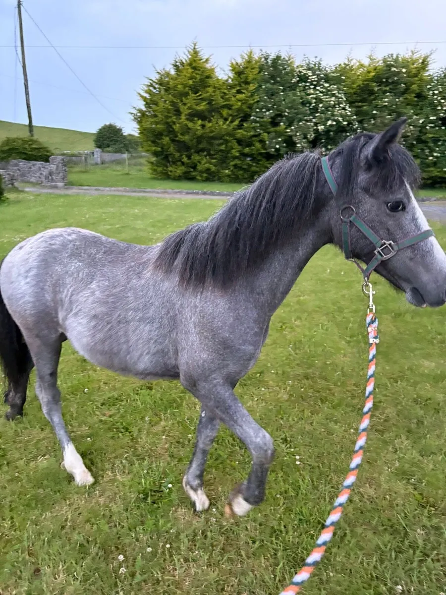 Yearling colt - Image 3
