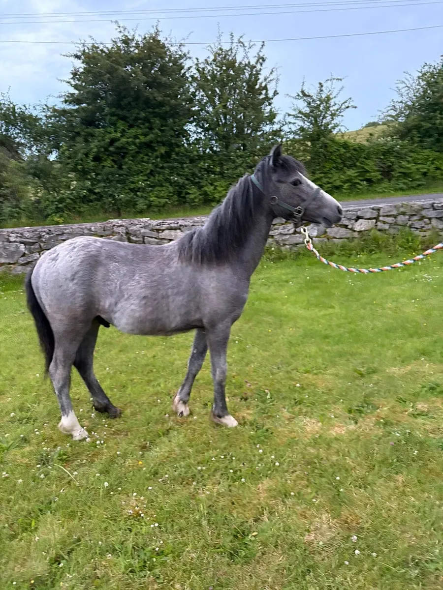 Yearling colt - Image 4