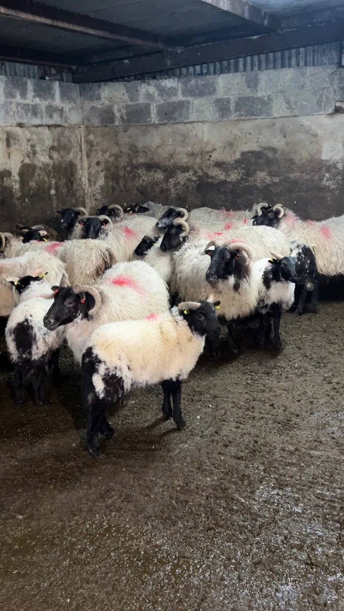 Horned ewes - Image 1