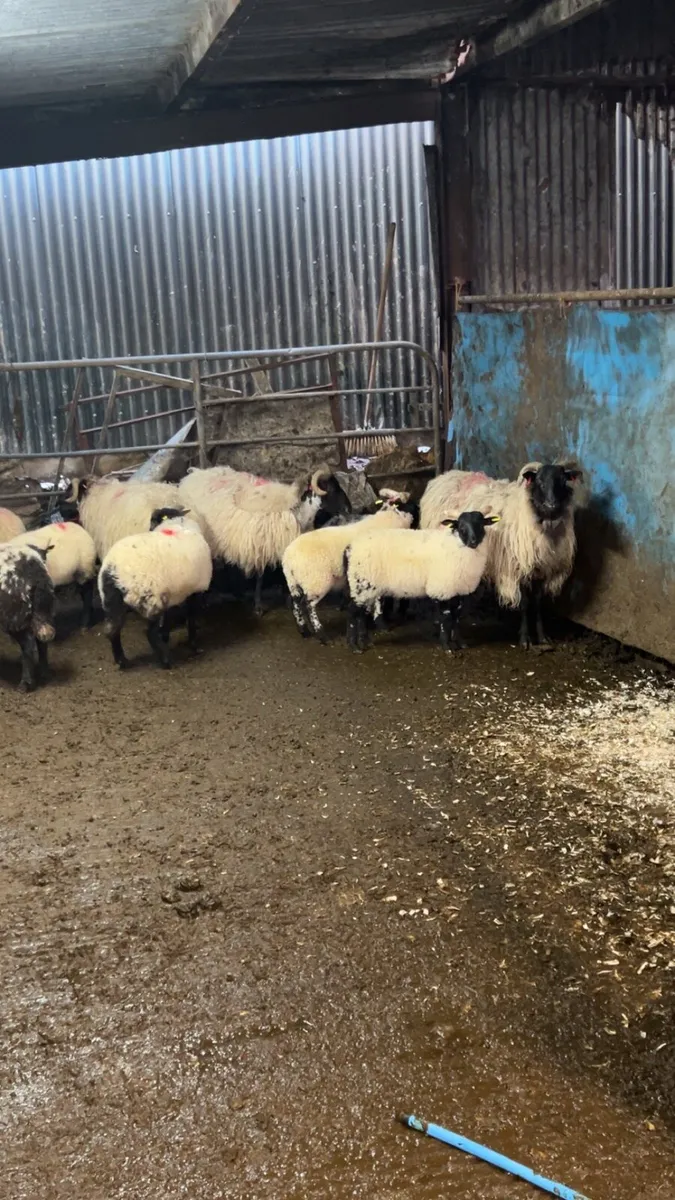 Horned ewes - Image 2