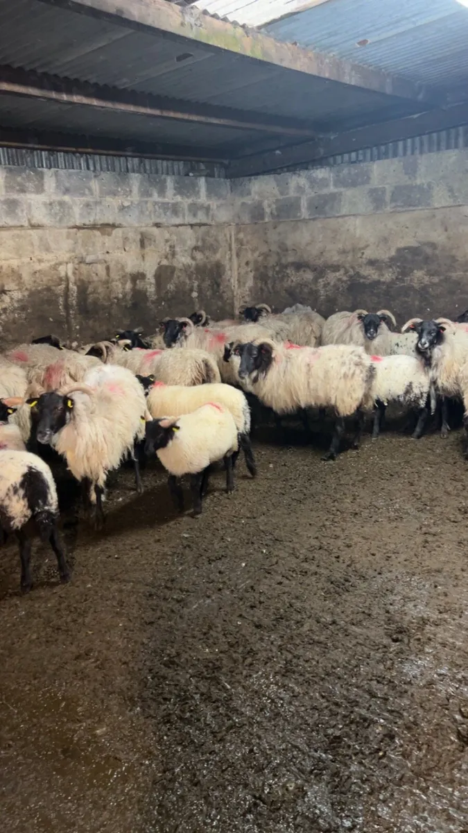 Horned ewes - Image 3