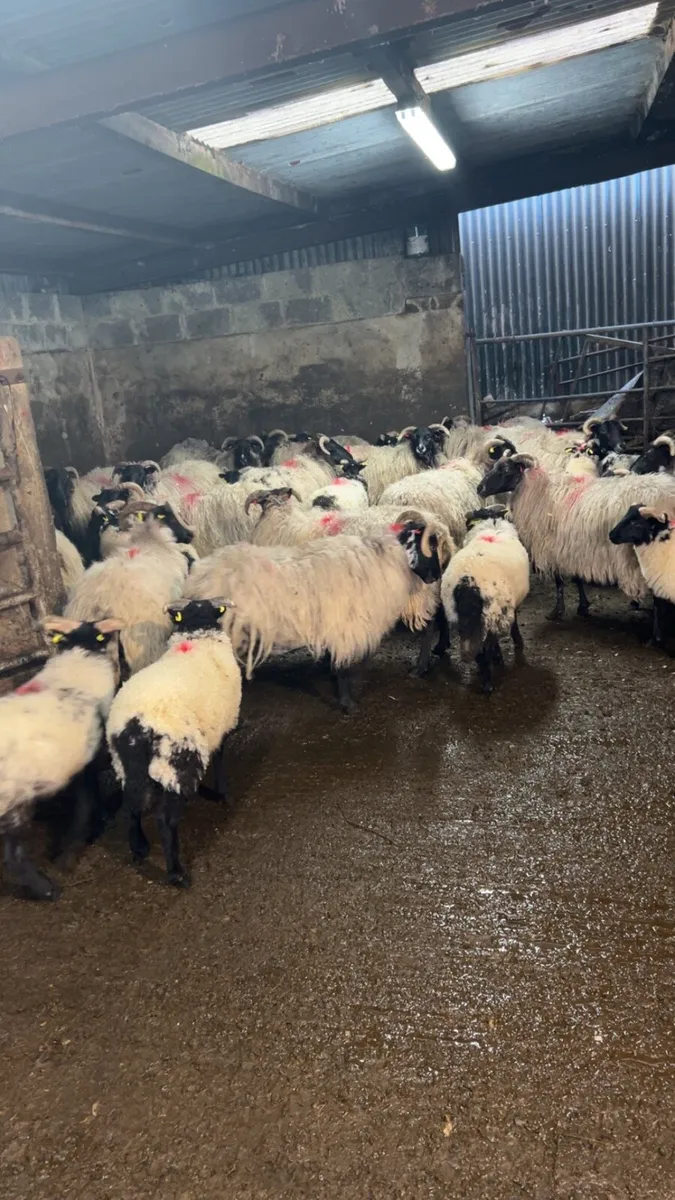 Horned ewes - Image 4