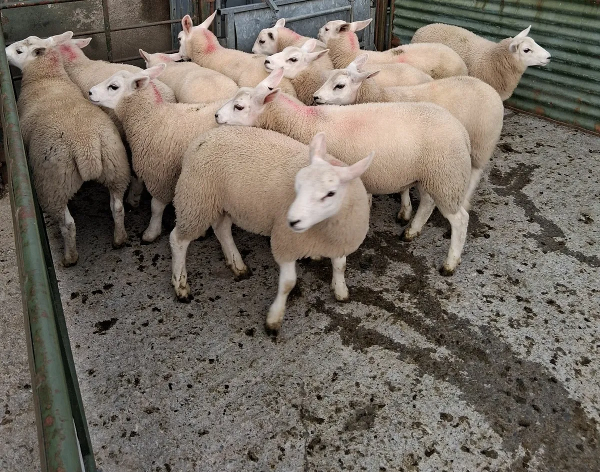 12 Texel  ewe lambs - Image 1