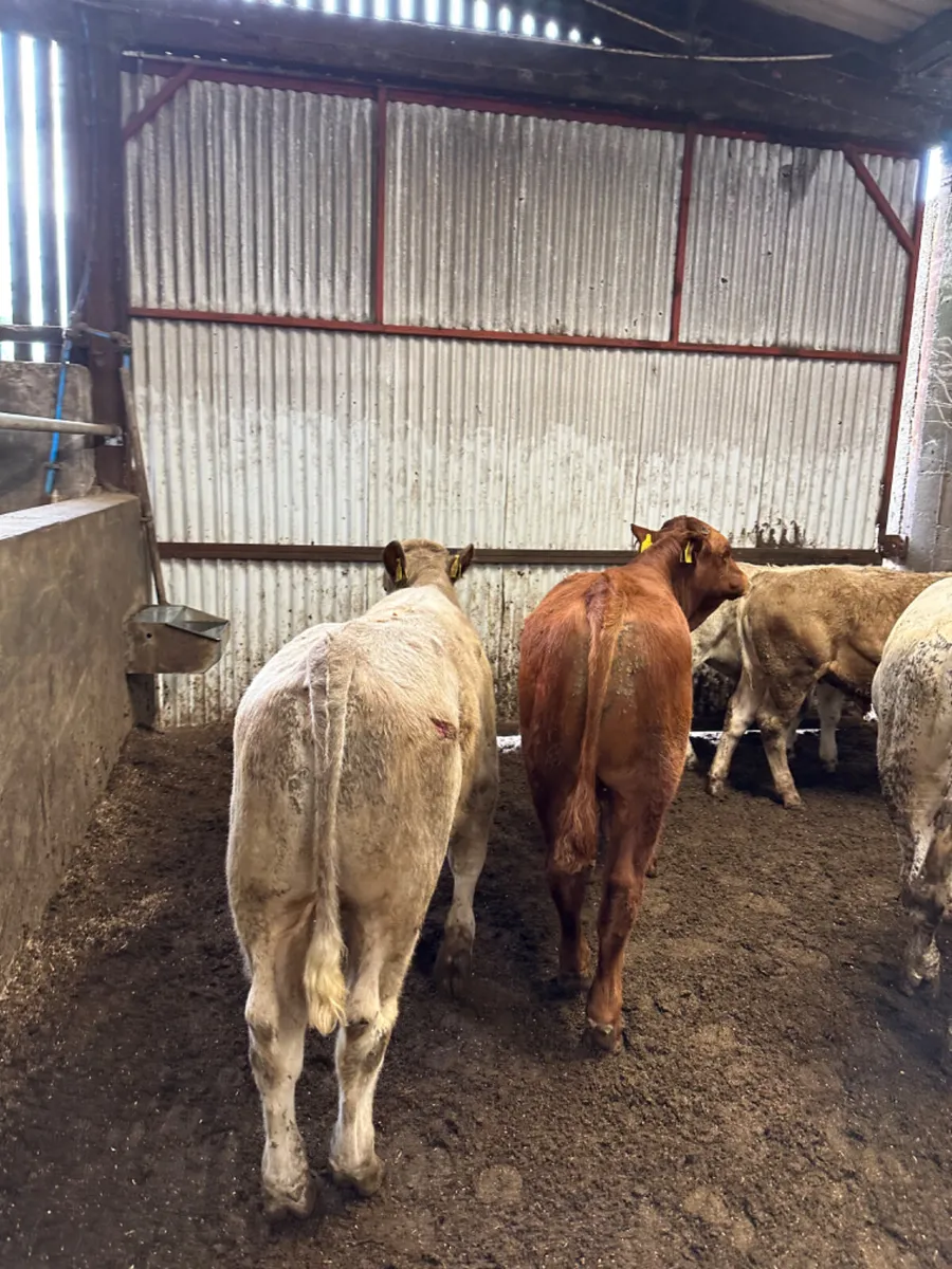 Charolais and lim bulls - Image 1