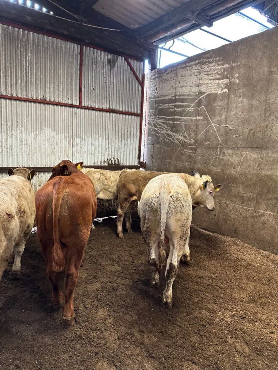 Charolais and lim bulls - Image 2
