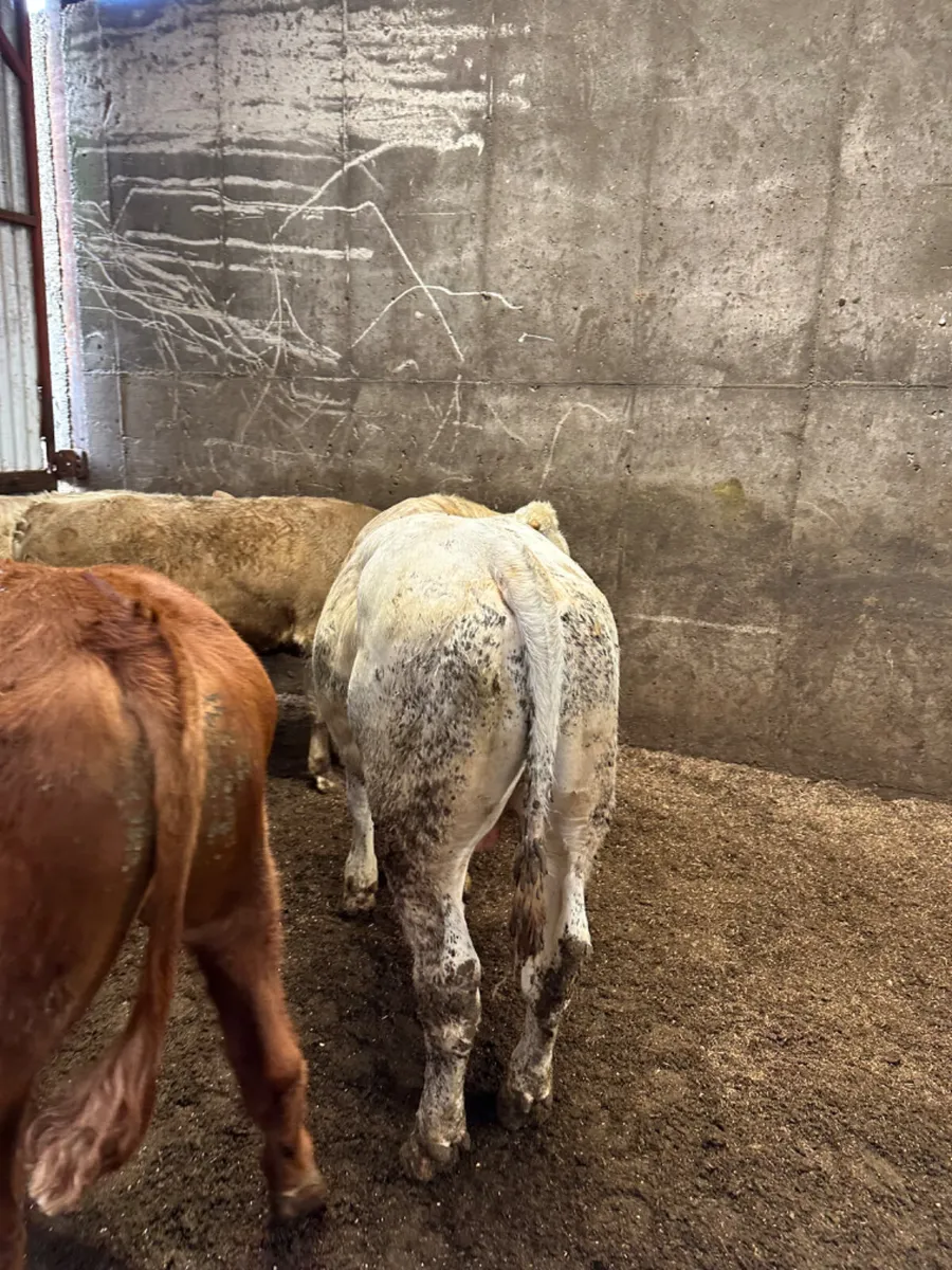 Charolais and lim bulls - Image 4