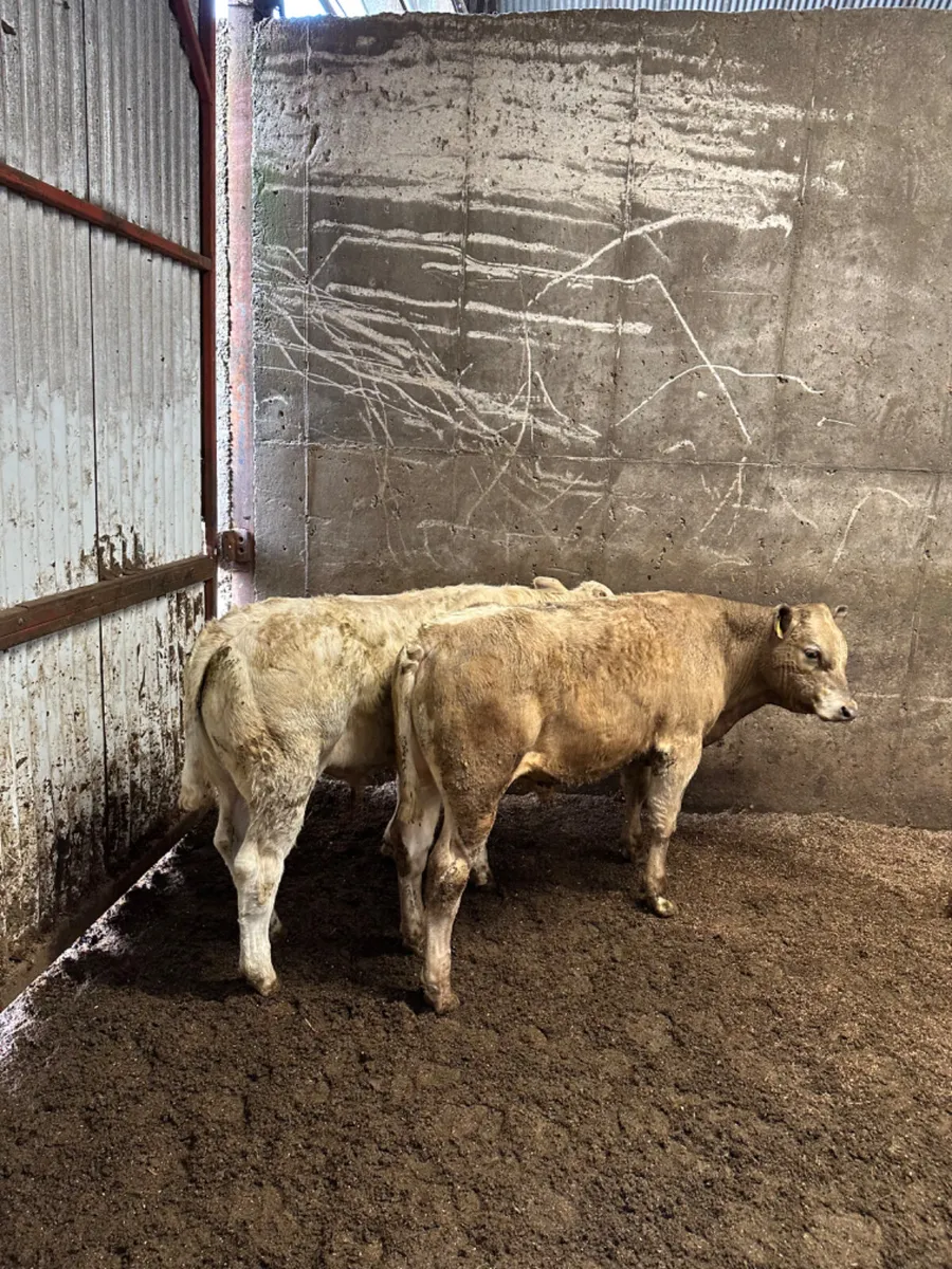 Charolais and lim bulls - Image 3