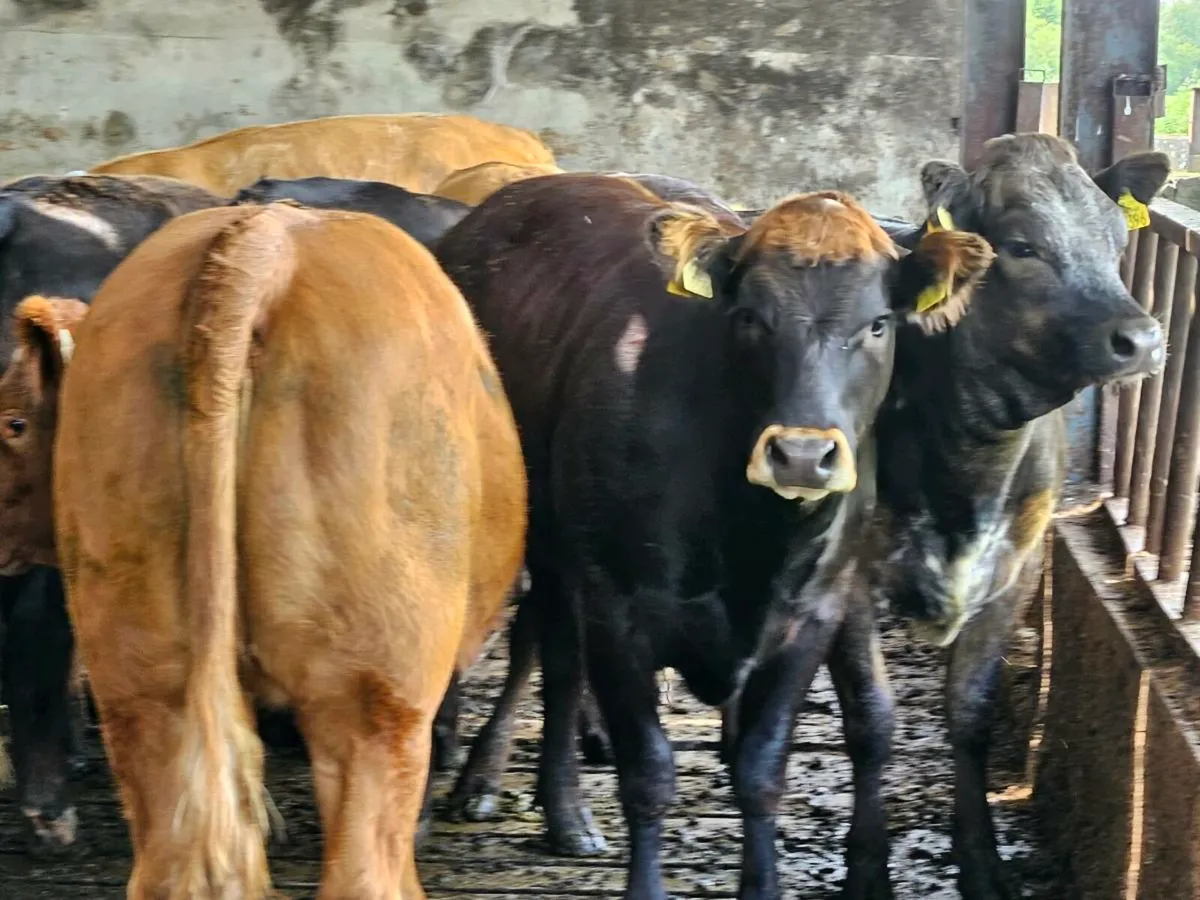 14 U grade limousine heifers - Image 2
