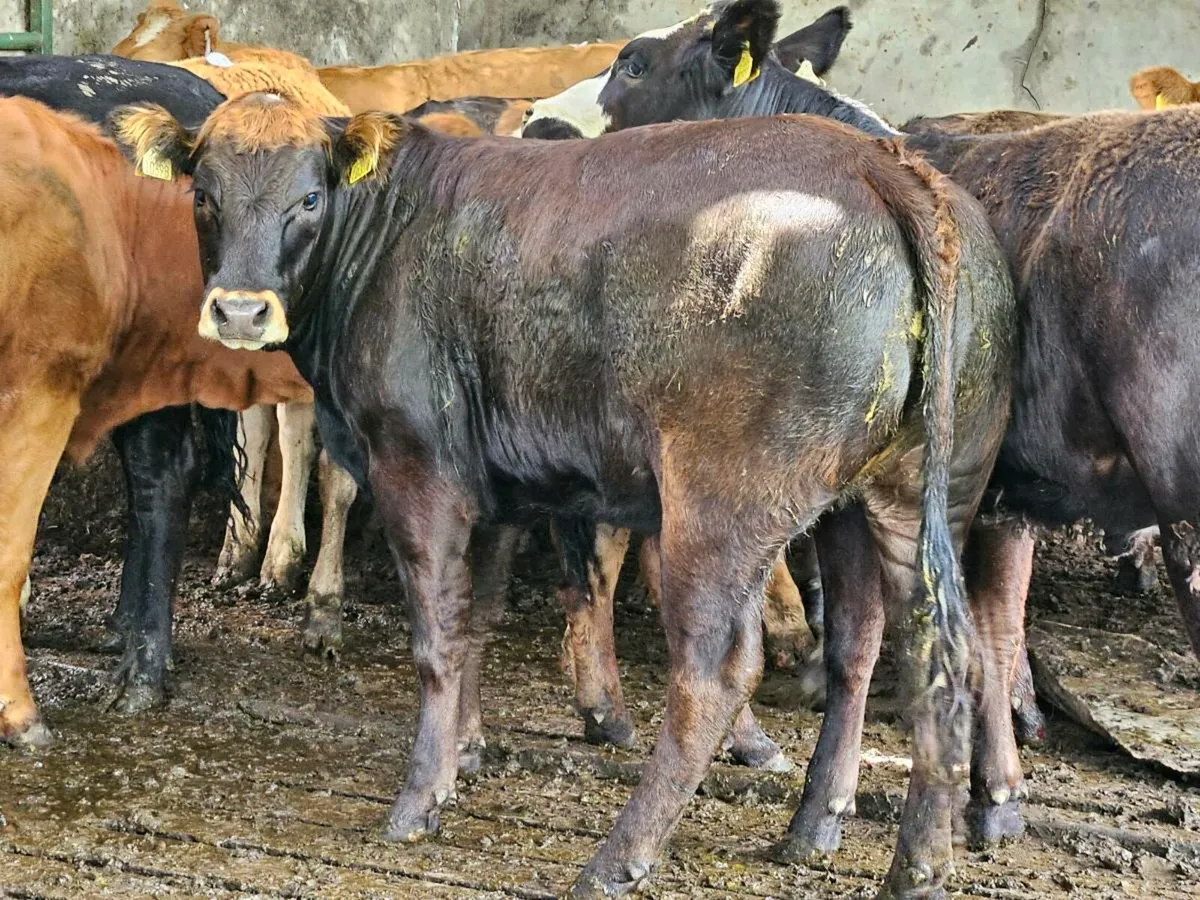 14 U grade limousine heifers - Image 1