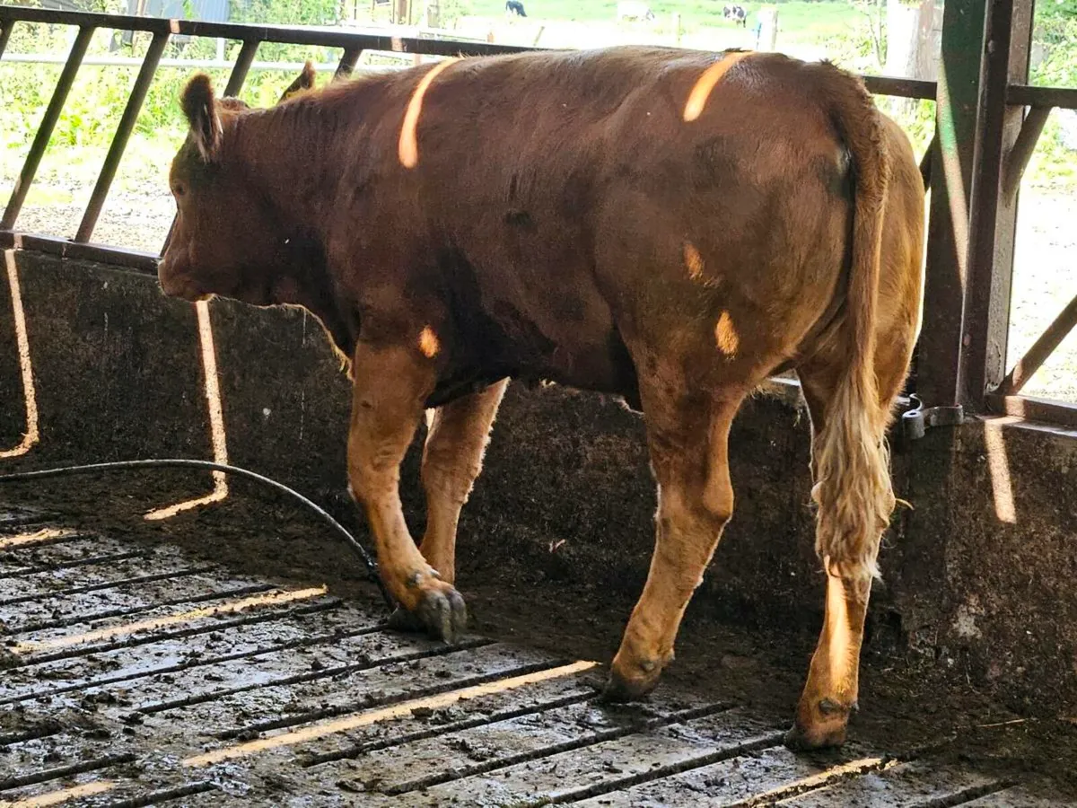 14 U grade limousine heifers - Image 4