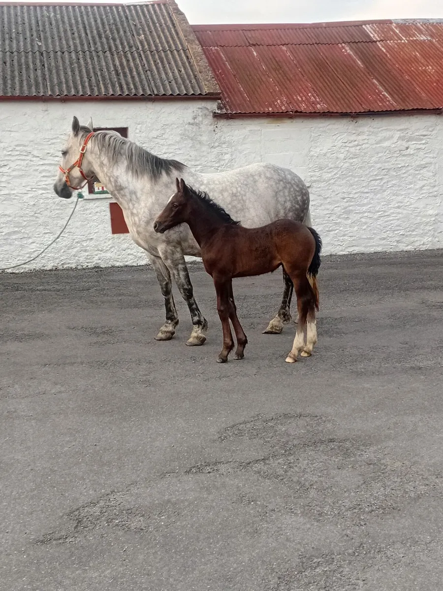 Irish Draughts - Image 2