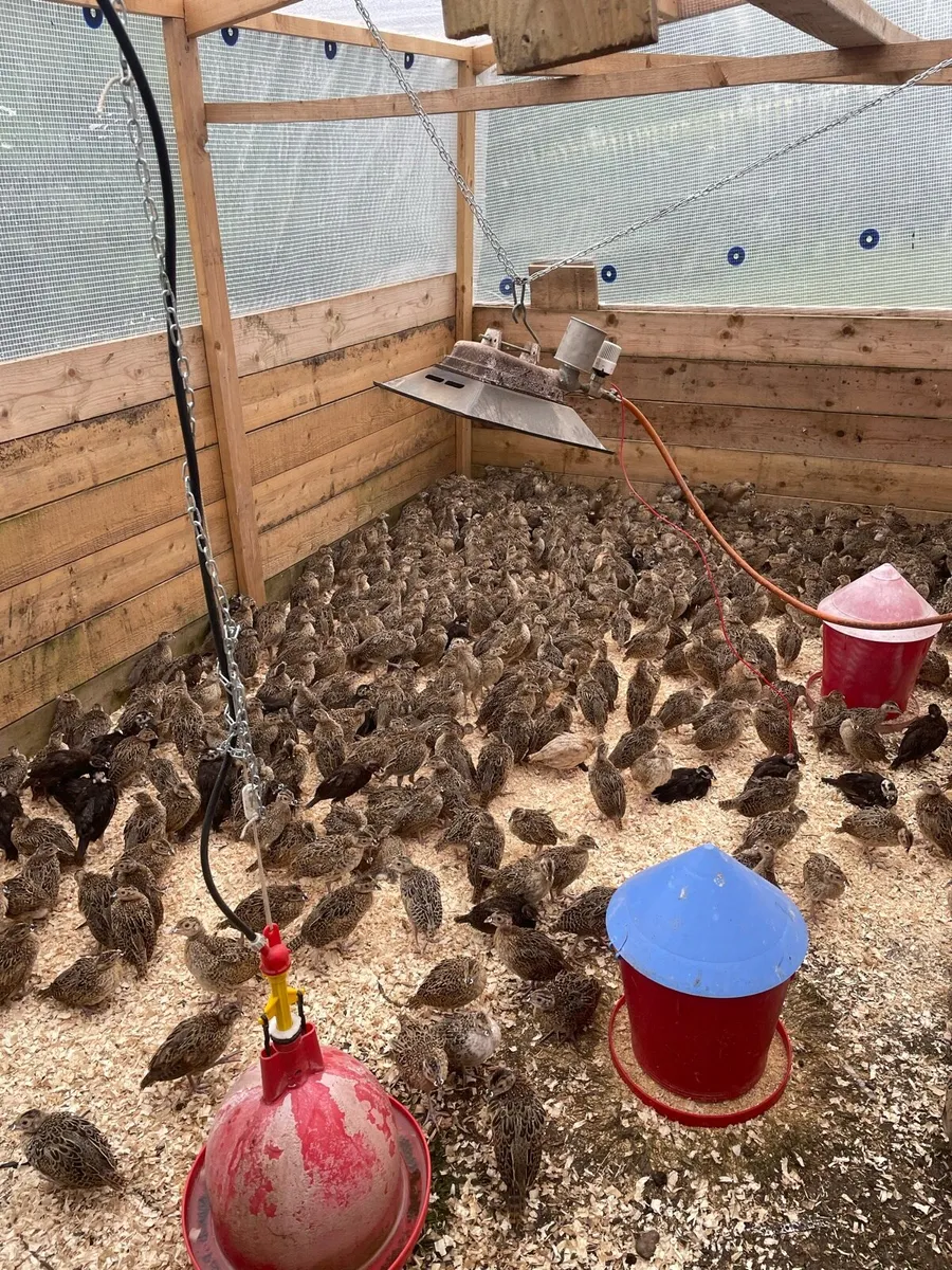 Pheasants - Image 1
