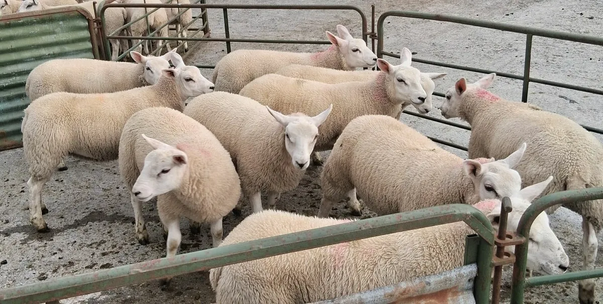 12 Texel  ewe lambs - Image 2