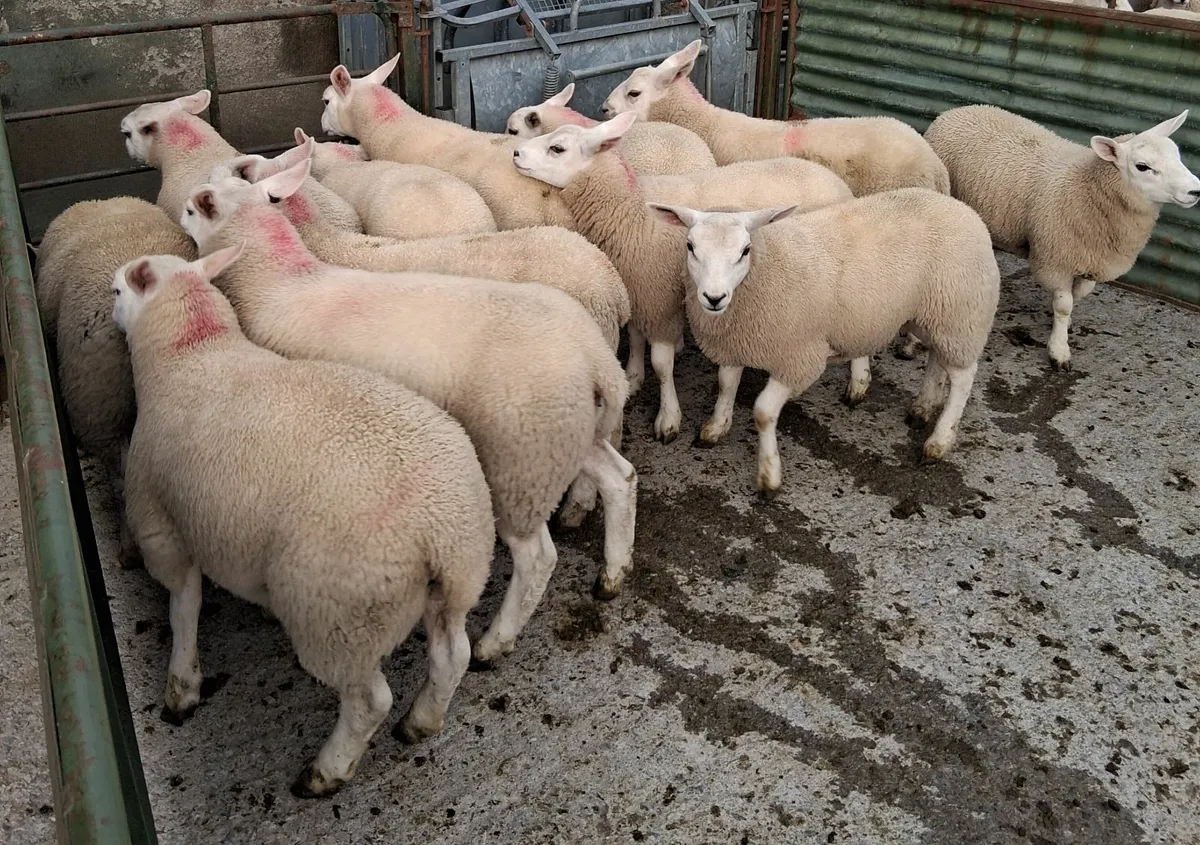 12 Texel  ewe lambs - Image 3