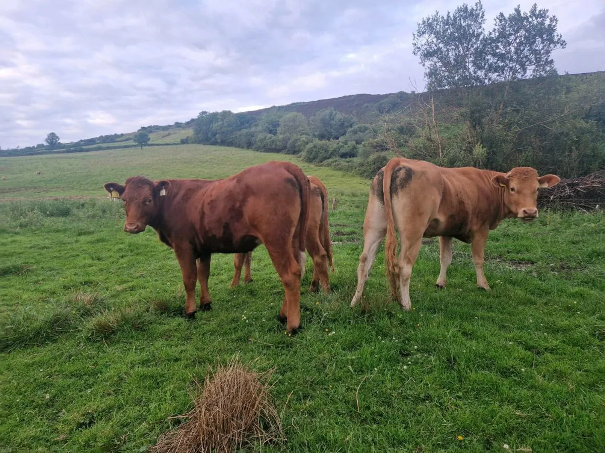 8 Heifers - Image 1