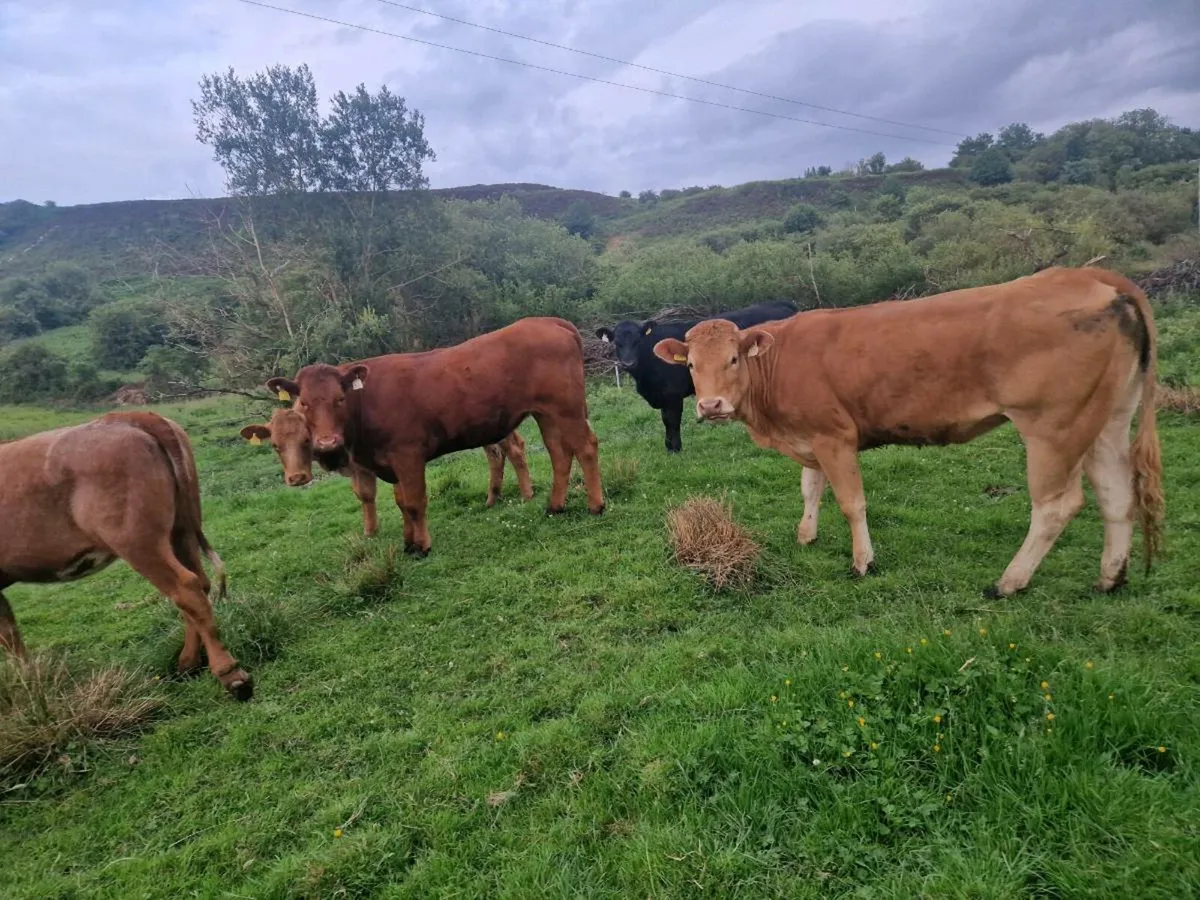 8 Heifers - Image 2