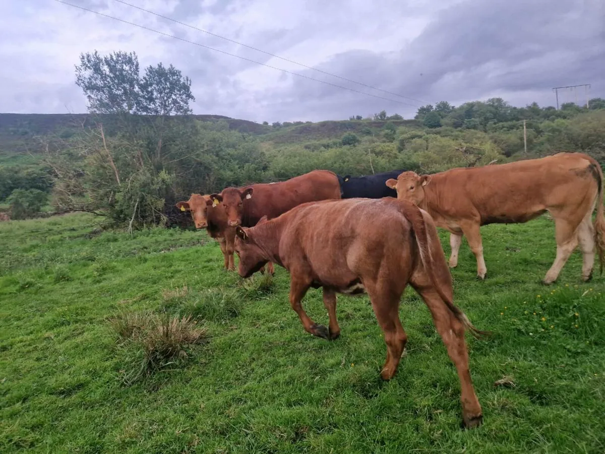 8 Heifers - Image 3