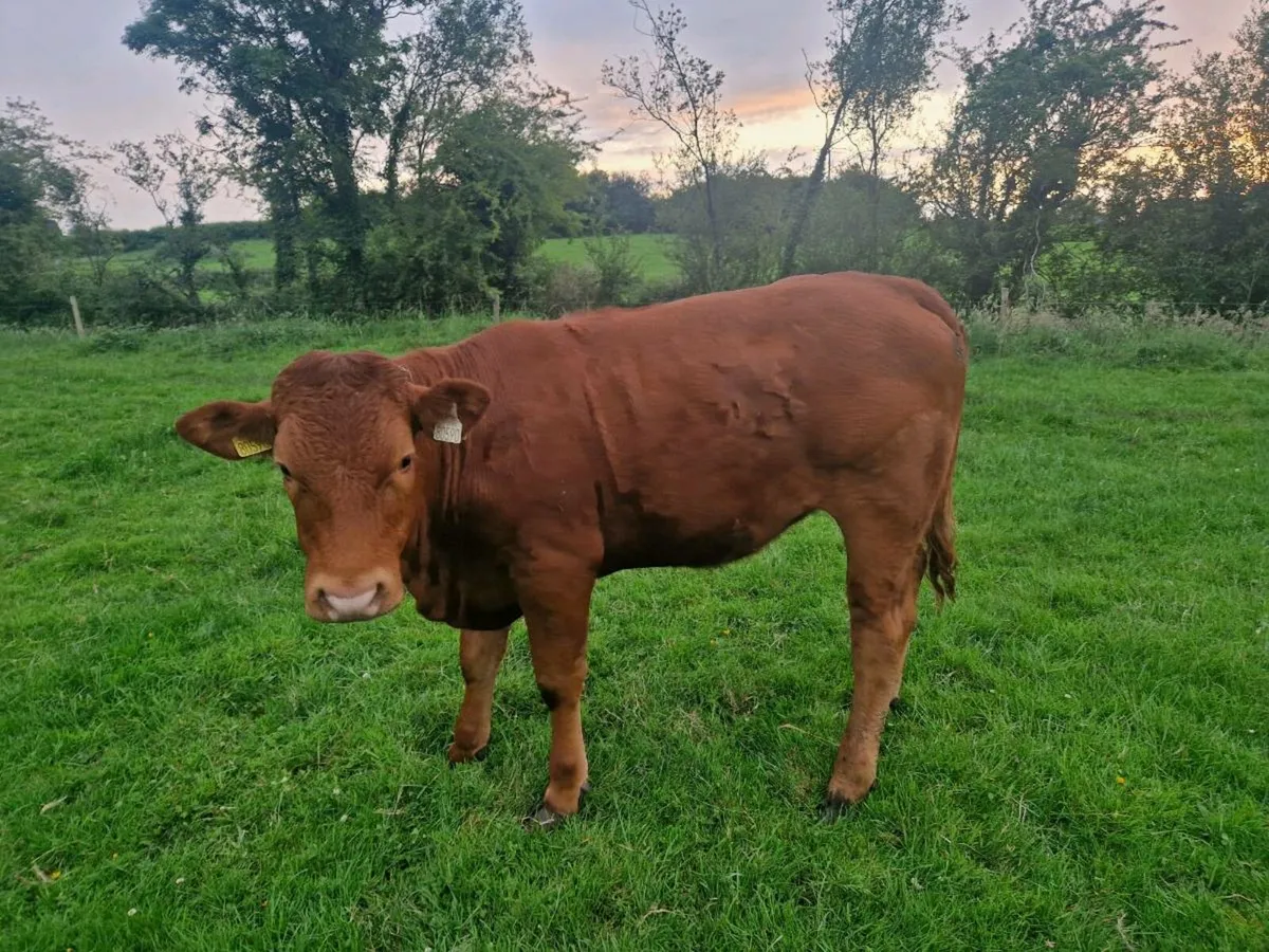8 Heifers - Image 4