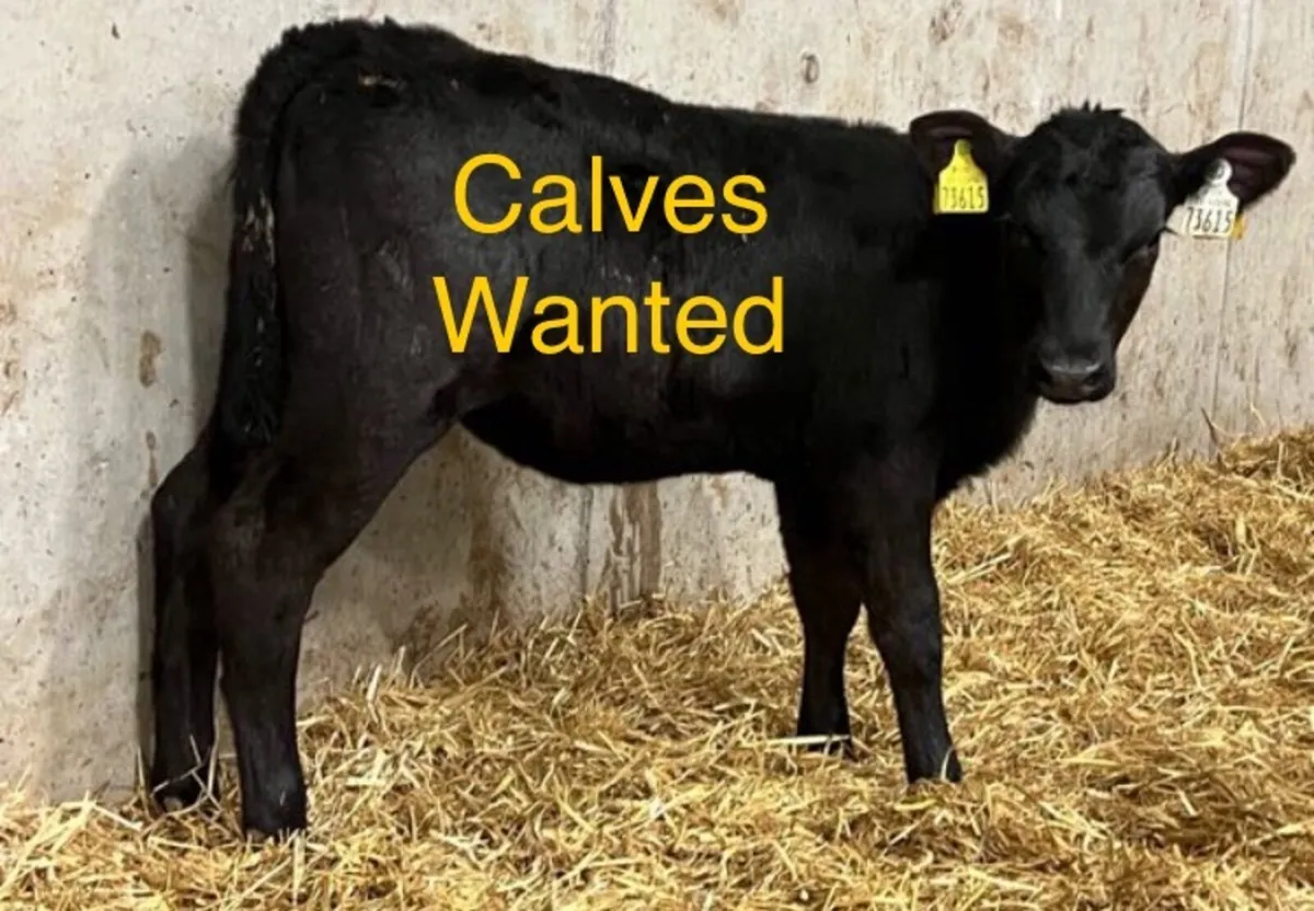 Farmer Wants Calves - Image 1