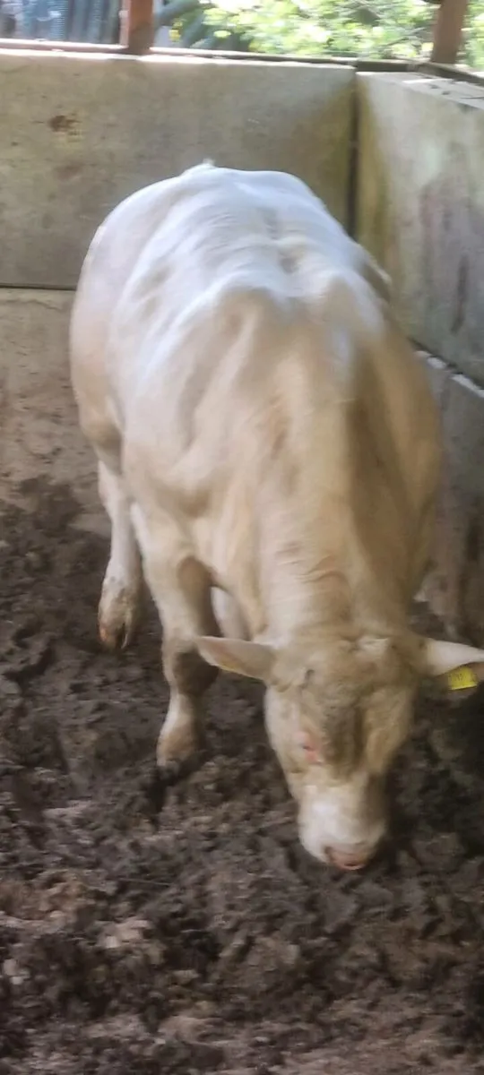 Charolais bull for sale - Image 2